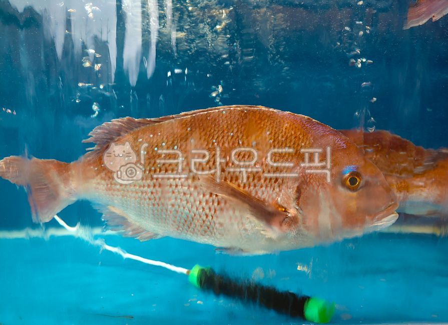 수산물,물고기,도미,참돔,생선,어류,animal,동물,fish,물,water,바닷고기,해물,선어,횟감,고급어종,수족관,어시장,aquatic,물의,공기방울,투명한