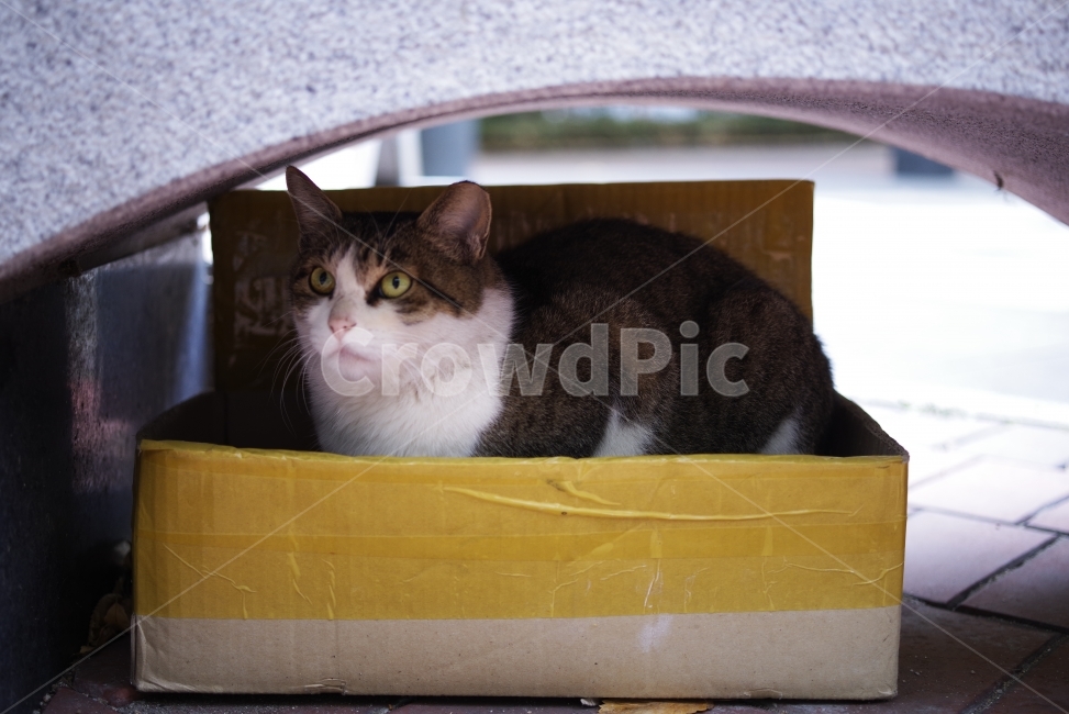 	고양이,길고양이,길냥이,애완동물,반려동물,생명,자연,야생,야생동물,야생고양이,미묘,미냥,cat,kitty,kitten,cute,lovely,adorable,pet,animal,street,streetcat,stray,straycat,wild,wildlife,wildcat,wildanimal,nature,natural,beauty,beautiful,동물,animal,포유류,mammal,고양이,cat,kitten,kitty
