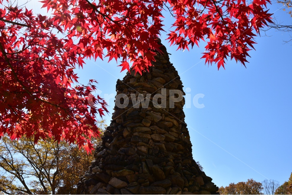 주황산,경북청송,주황산단풍,국립공원,청송,단풍,가을단풍,가을,계절,fall,autumn,season,leaf,잎,plant,식물,tree,나무,maple