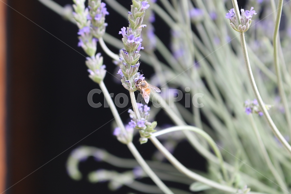 벌,꽃,자연,밀착사진,확대,아웃포커싱,식물,동물,식물,자연,plants,nature,꽃,flower,동물,animal,곤충,벌레,insect,bug