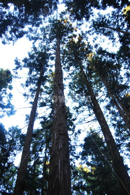 tree,나무,자연,하늘,삼나무,자연,풍경,nature,landscape,plant,식물
