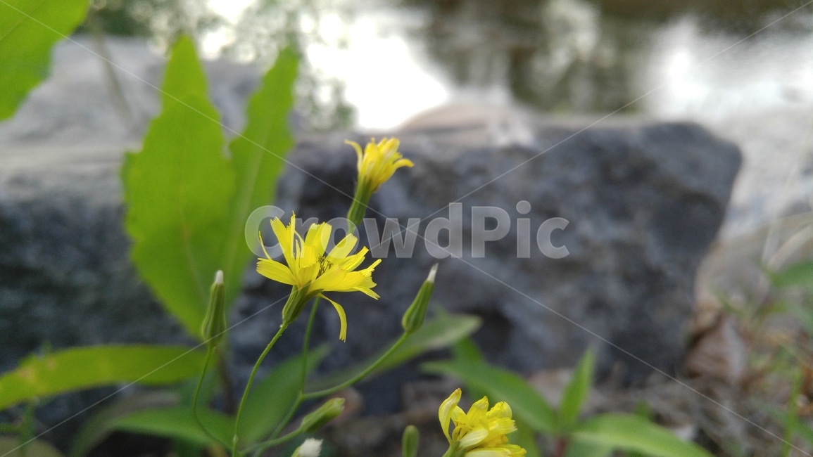 노랑선씀바귀,꽃,노랑꽃,노랑색,녹색,들꽃,식물,배경,감성,계절,flower,yellowflower,yellow,green,wildflower,plants,background,emotional,season