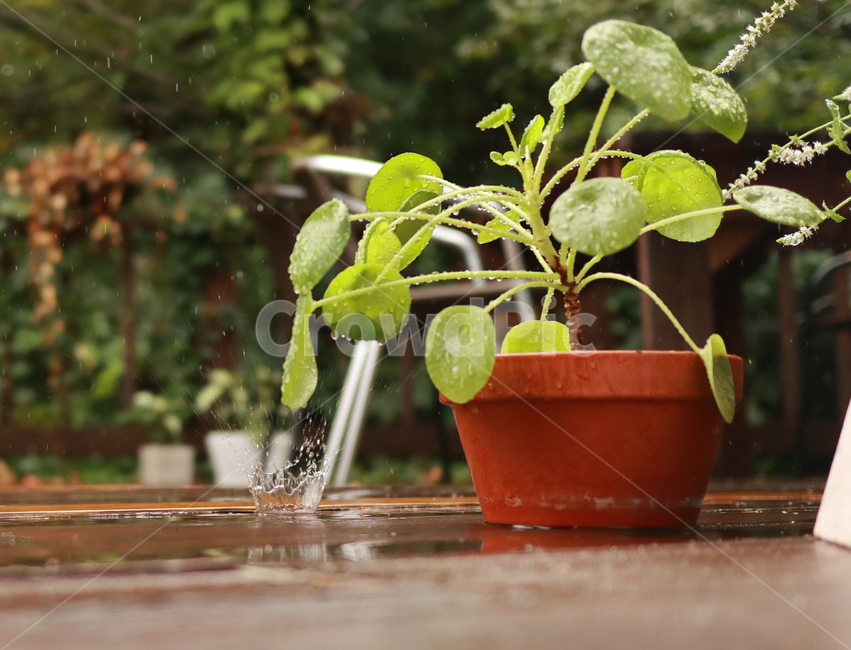 비,빗방울,자연,싱그러운,화분,식물,식물,자연,plants,nature,실내용화초,화분,화초,house plant,비,비오는날,rain,rainy