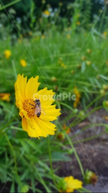 꿀벌,노란꽃,자연,초록색,꿀빠는꿀벌