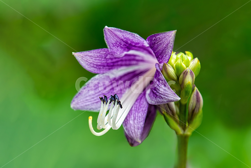 식물,flower,plant,꽃,접사