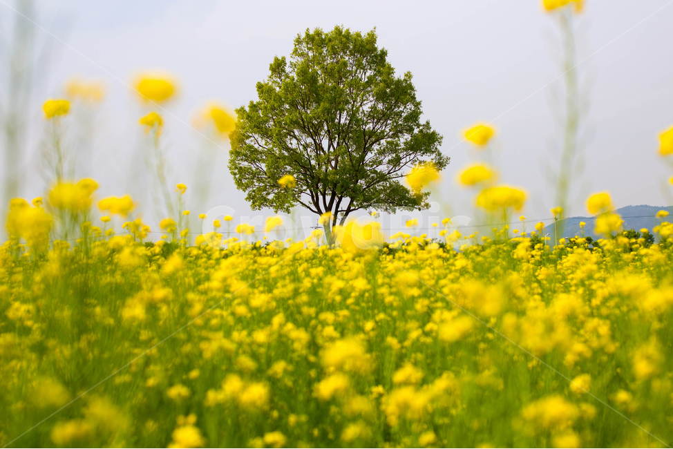 field,들,grassland,자연,nature,나무,경주,유채꽃,꽃밭,flower,yellow,노랑,자연,풍경,nature,landscape