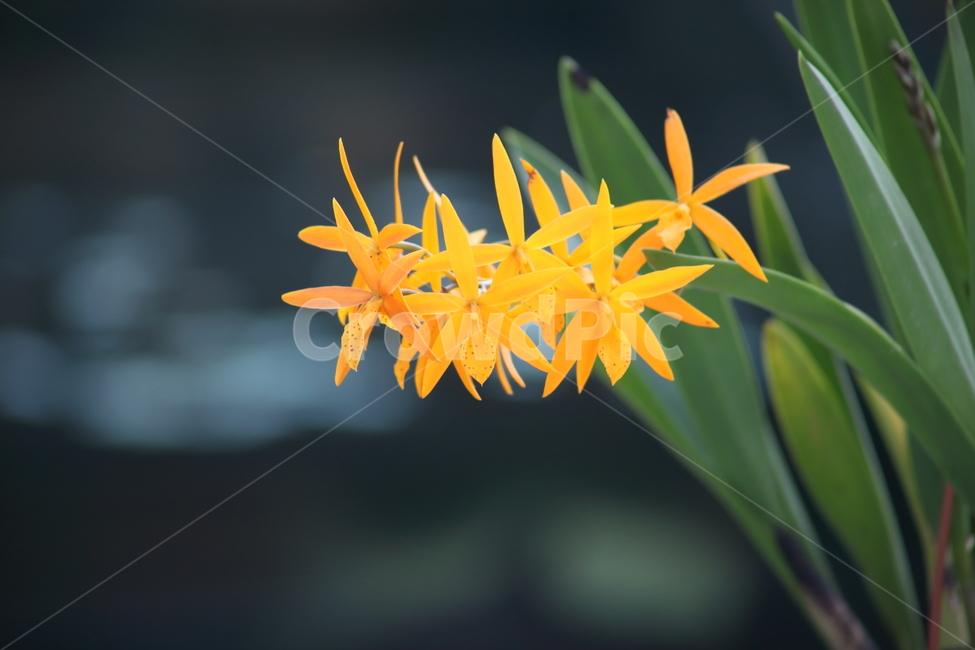 꽃,식물,골든피코크,BrassoepilaeliaGolenPeacock,flower,식물,자연,plants,nature,꽃,flower