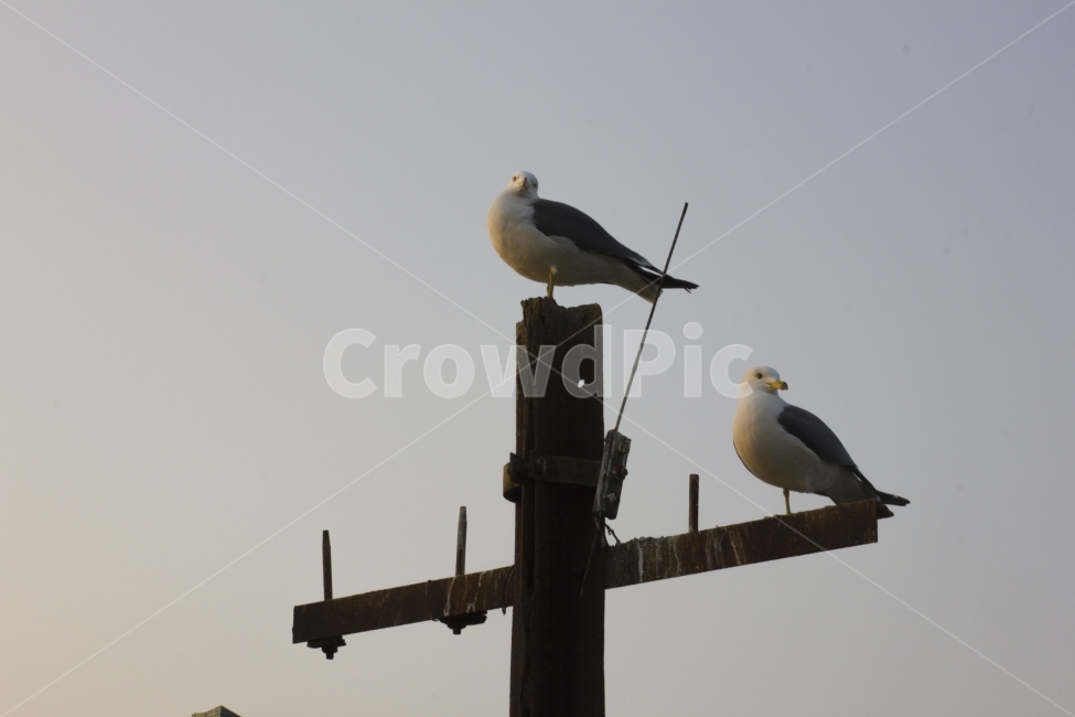 갈메기,새,조류,야생,동물,전봇대,동물,animal,조류,새,birds