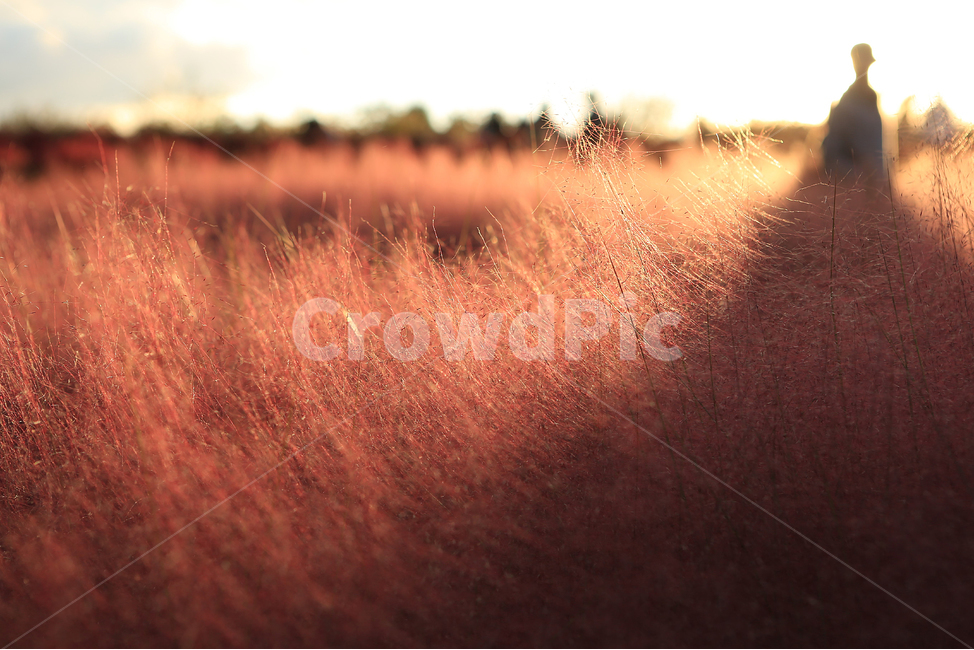 핑크뮬리,하늘공원,핑크,역광사진,pinkmuhlygrass,backlight,가을,계절,fall,autumn,season,식물,자연,plants,nature,field,들,grassland,목초지,outdoors,옥외