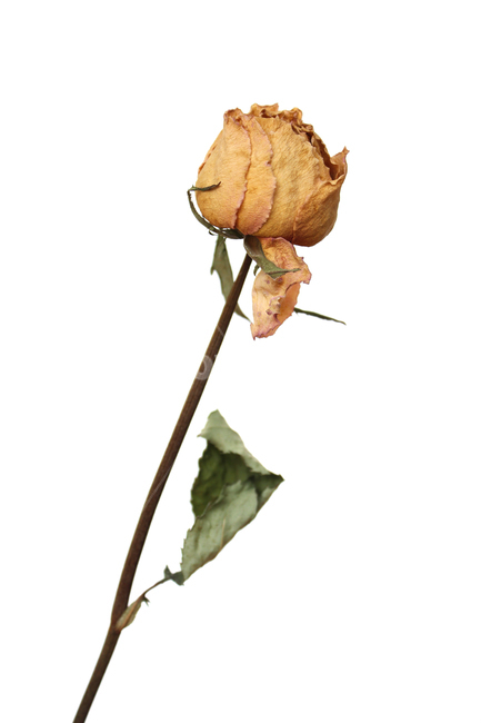 꽃,플라워,드라이플라워,로즈,장미,노랑,노란색,옐로우,건조,말린,건조시킨,잎,잎사귀,나뭇잎,드라이,그림자,흰배경,식물,자연,꽃,flower,누끼,remove background