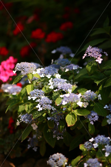 plant,식물,flower,꽃,수국