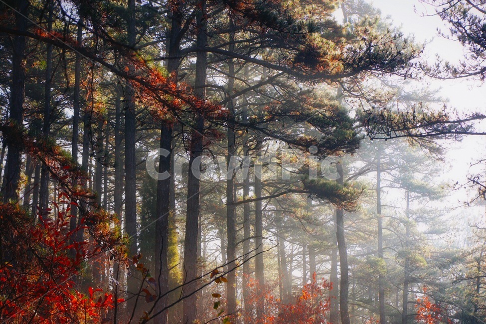 감성사진,나무,숲속,색감,신비로움,가을,계절,fall,autumn,season,자연,풍경,nature,landscape,식물,plants,나무,trees,wood,감성,sensible,feeling,휴식,힐링,rest,relaxation,healing,tree,plant