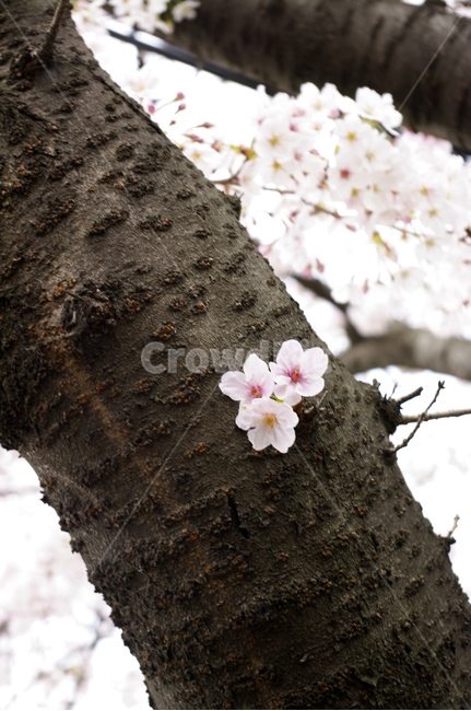 봄,봄꽃,나무,벚꽃,식물,flower,봄,계절,spring,season,식물,자연,plants,nature,꽃,flower,plant