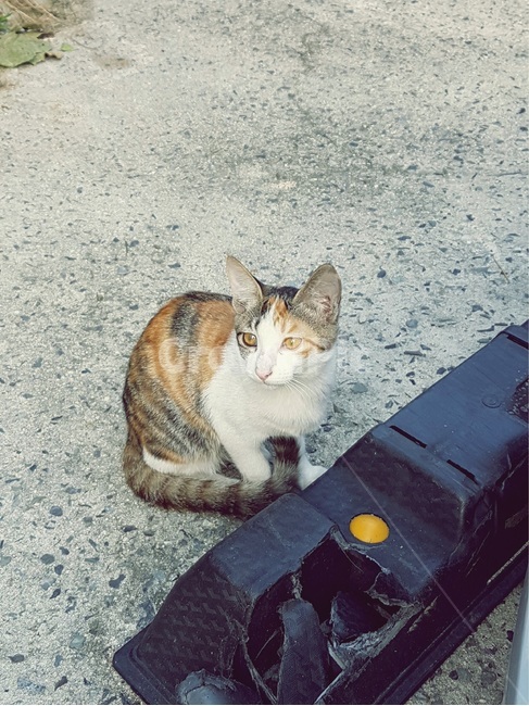 고양이,길고양이,거리,동물,야옹이,동물,animal,포유류,mammal,고양이,cat,kitten,kitty