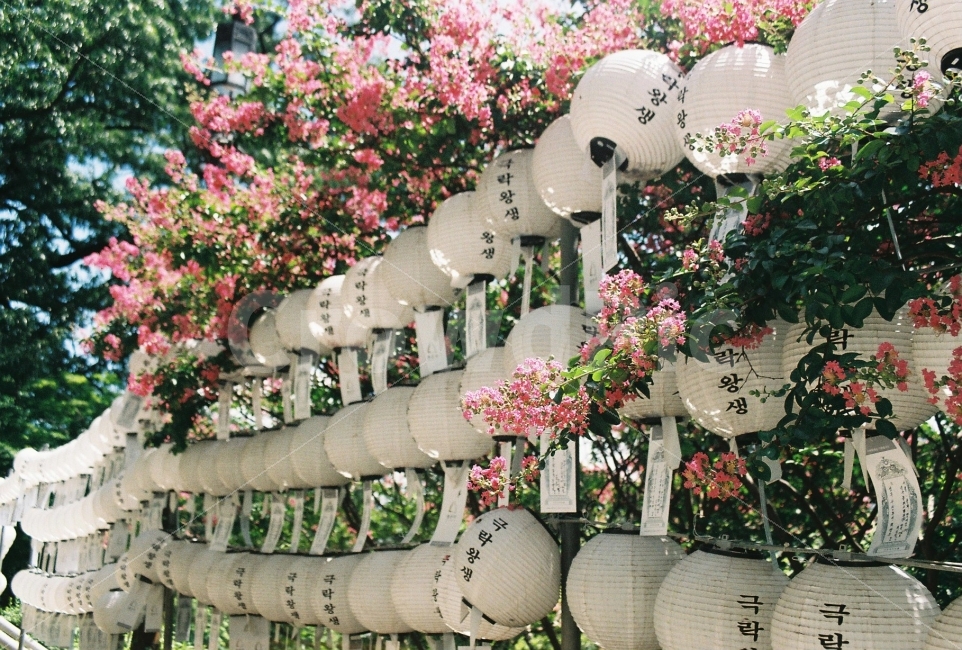 봉은사,극랑왕생,여름,꽃,절,식물,자연,plants,nature,꽃,flower,종교,신앙,religion,belief,faith,감성,sensible,feeling