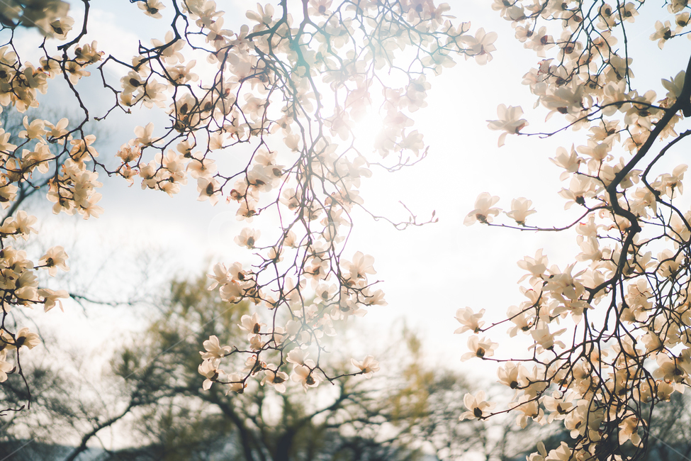 꽃,식물,목련,목련꽃,flower,plant,tree,magnolia,흰꽃