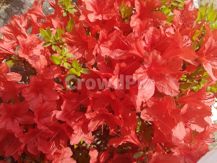 철쭉,봄,꽃,연산홍,plant,식물