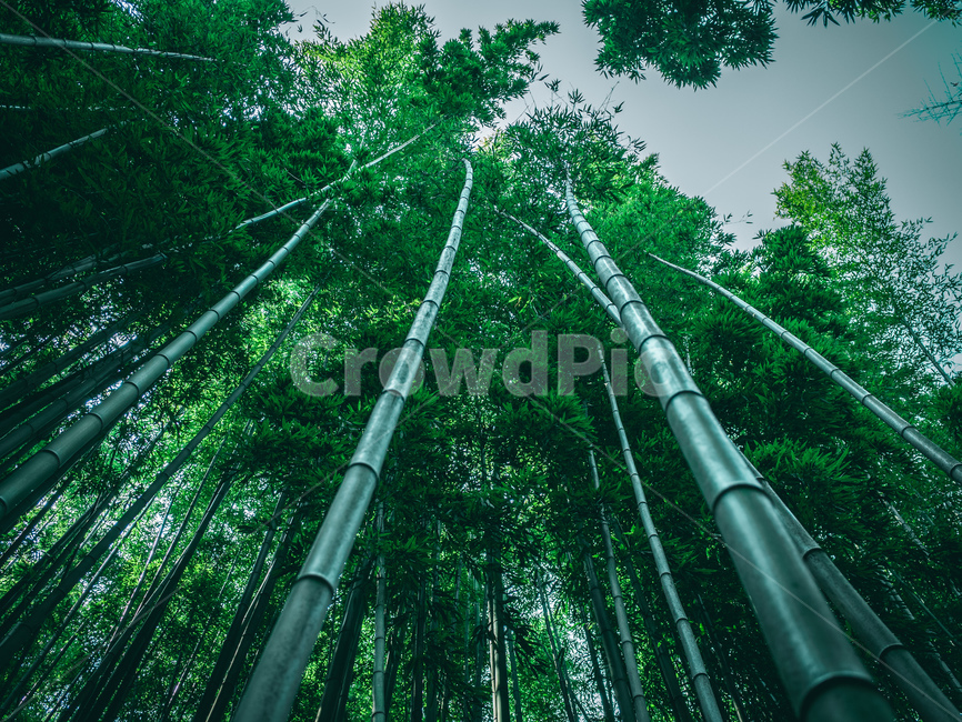 대나무,대나무숲,여름,죽녹원,단양,bamboo,tree