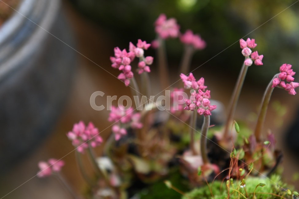 식물,꽃,감성사진,자연,flower,꽃사진,봄,봄꽃,계절,빗방울,비,감성,4월,spring,힐링,자연풍경,풍경,봄,계절,spring,season,식물,자연,plants,nature,꽃,flower,plant,blossom,geranium,제라늄