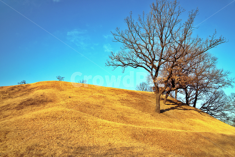 나무,몽촌토성,토성,잠실,잔듸,백제,올림픽공원,가을,계절,fall,autumn,season,자연,풍경,nature,landscape,tree,plant,식물,grassland,목초지,field,들,outdoors,옥외