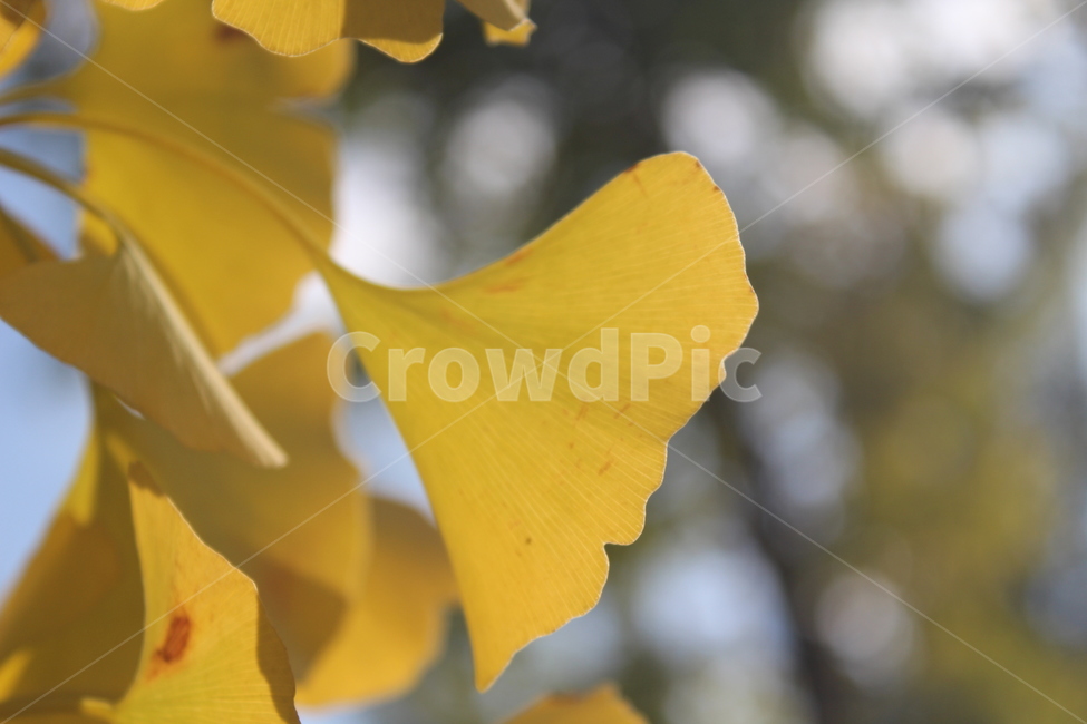 plant,식물,은행잎,잎,yellow,가을,계절,fall,autumn,season,flower,꽃,blossom,petal,꽃잎,iris,아이리스