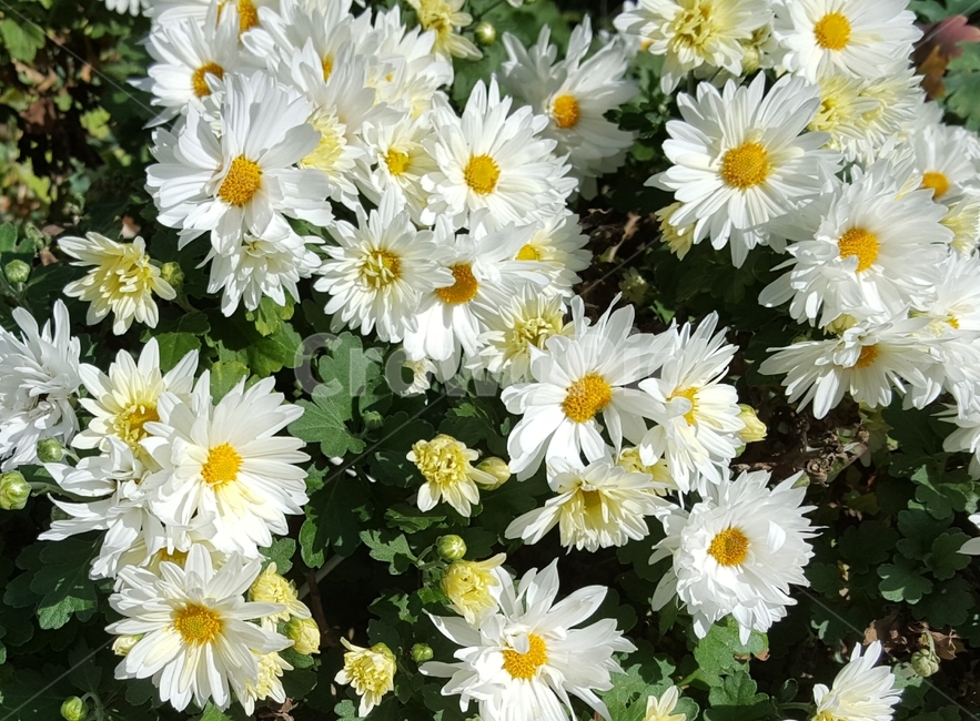 식물,plant,꽃,데이지,daisies,하얀,흰꽃,daisy