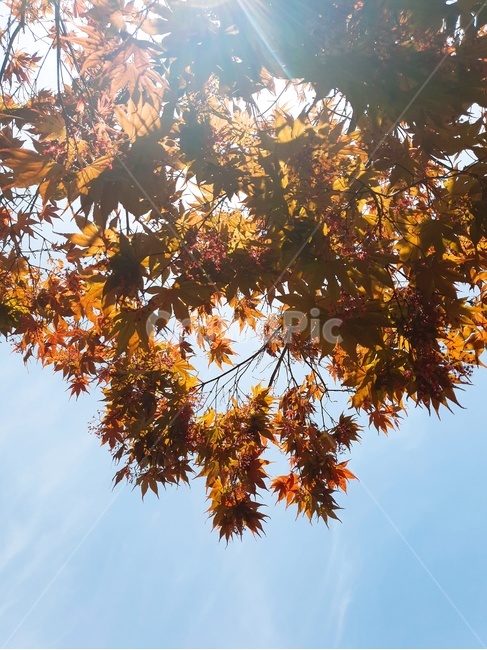 가을,낙옆,낙엽,단풍,단풍나무,가을,계절,fall,autumn,season,leaf,잎,plant,식물,tree,나무