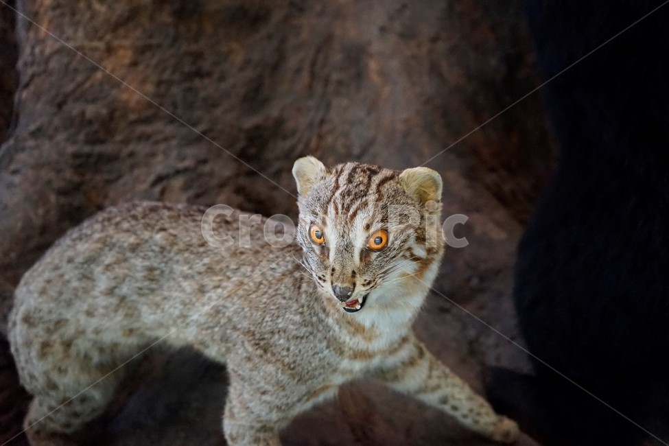 삵,야생동물,상위포식자,박제,포유류,포식자,고양이닮은,동물,animal,포유류,mammal