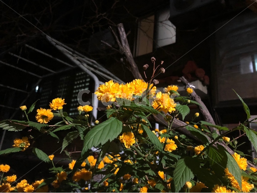 꽃,flower,죽단화,yellow,겹황매화,nature,밤,night,감성,생화,노랑색,노랑,노란꽃,싱그러운,plants,식물,초록,green,자연,sensible,색채,색상,색감,colorsense