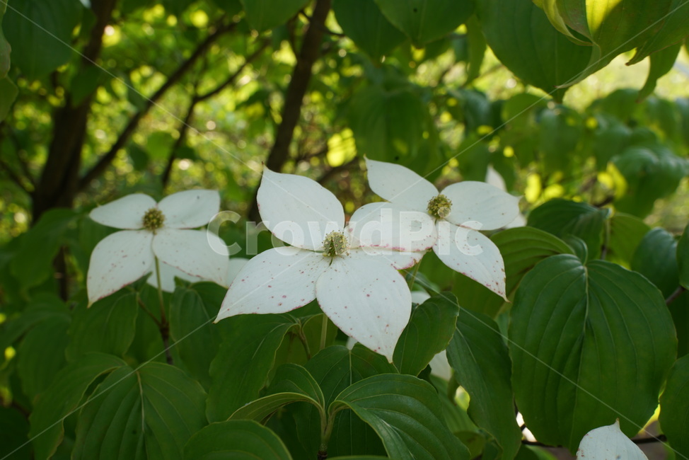 산딸나무,산딸나무꽃,산형화목,층층나무과,정원수,낙엽교목,미영꽃나무,들매나무조경수,가로수