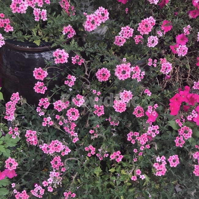 플록스,꽃,분홍꽃,분홍색,들꽃,식물,자연,plants,nature,꽃,flower