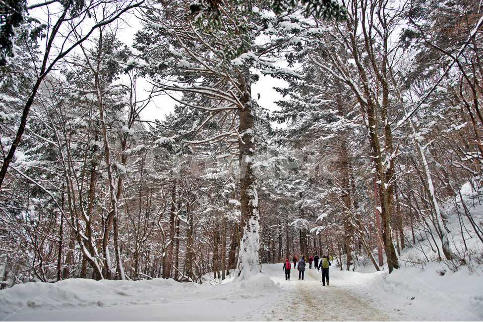 오대산,강원도,설경,오솔길,등산,숲,자연,겨울,계절,winter,season,자연,풍경,nature,landscape,식물,plants,나무,trees,wood