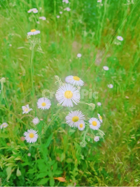 꽃,들꽃,예쁜꽃,자연,식물,풍경,flower