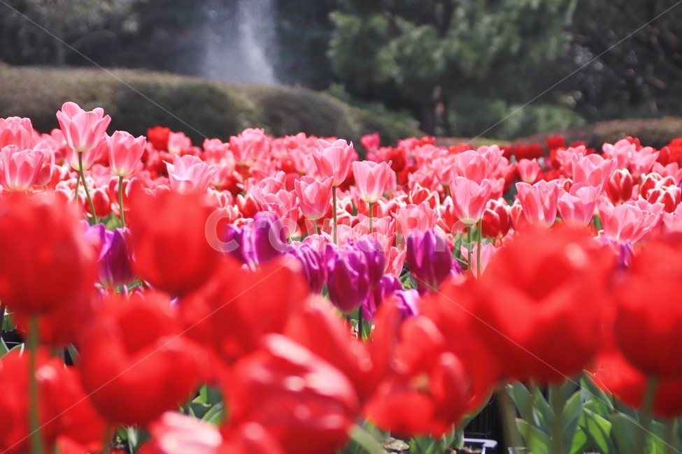 튤립,꽃,꽃밭,봄,튤립축제,식물,자연,plants,nature,꽃,flower