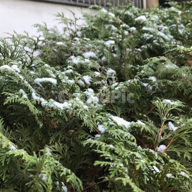 겨울,눈,첫눈,자연,아침,겨울,계절,winter,season,식물,자연,plants,nature