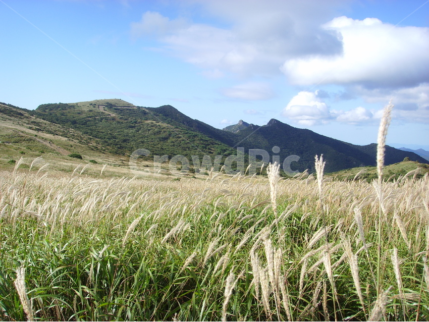 산,영남알프스,신불산,간월산,영축산,갈대,가지산,자연,풍경,nature,landscape,한국자연풍경,한국자연경관,korea nature landscape,plant,식물,grass,잔디,vegetation,초목
