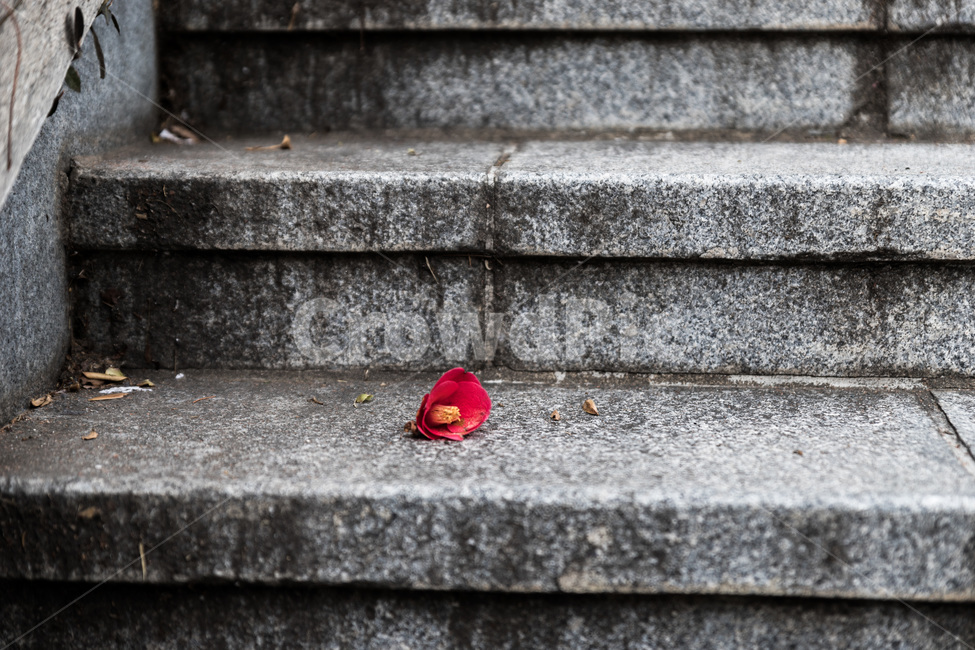 flower,blossom,꽃,plant,식물,petal,꽃잎,동백,동백꽃,계단,stair,식물,자연,plants,nature,꽃,flower
