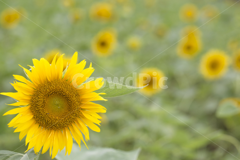 해바라기,꽃,꽃밭,노란색,노란꽃,여름,계절,꽃잎,자연,풍경,식물