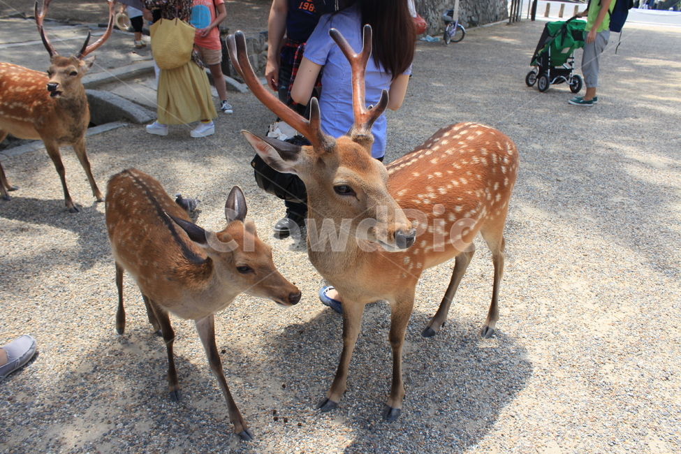 사슴,동물,영양,포유류,야생동물,animal,wildlife,mammal,antelope,deer,뿔,동물,animal,포유류,mammal