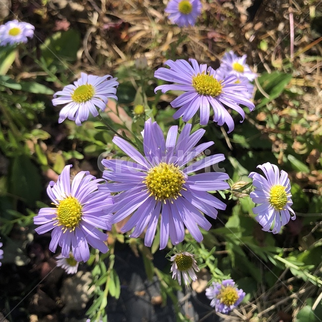 꽃,보라색,보라색꽃,감성,감성사진
