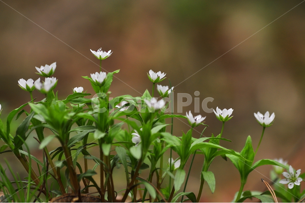 봄꽃,봄이미지,야생화,흰색꽃,시즌,계절,자연,식물,초록,순수,녹색,green,plant,꽃,우리꽃,토종,산에서,개별꽃,봄,계절,spring,season,식물,자연,plants,nature,꽃,flower