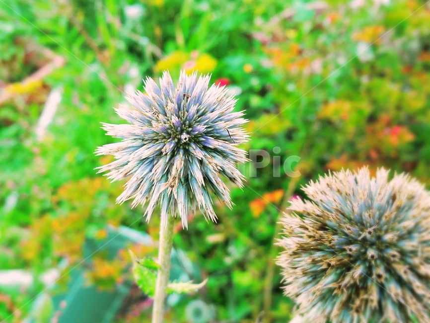 꽃,꽃봉우리,봉오리,정원,길가,들판,꽃덩어리,피지않은꽃,식물,자연,plants,nature,꽃,flower