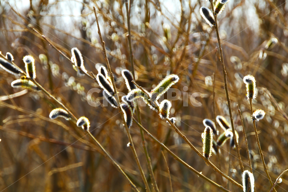 강아지풀,버들강아지,강가,물가,나무,강아지,풀,식물,자연,plants,nature