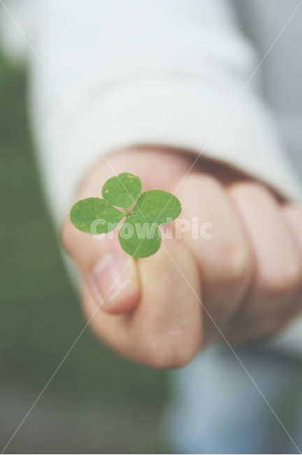 plant,식물,leaf,잎,클로버,네잎클로버,식물,자연,plants,nature,감성,sensible,feeling