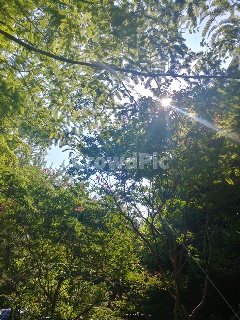 나무,햇빛,숲,정원,자연,자연,풍경,nature,landscape,flare,플레어,light,빛