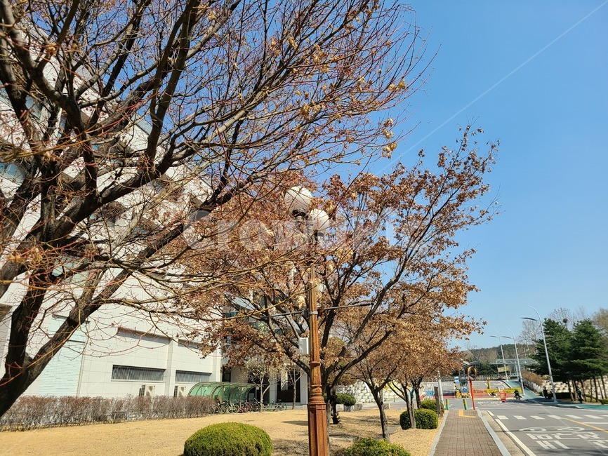 식물,나무,거리,학교,건물,하늘