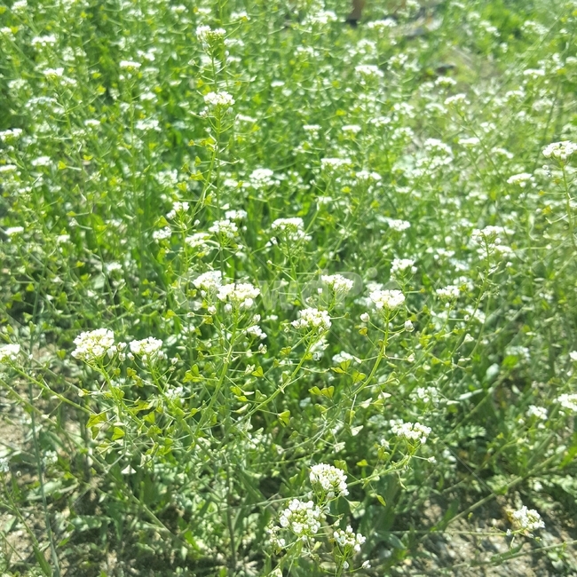 봄,식물,순수한,꽃,초록,풀,식물,자연,plants,nature,꽃,flower