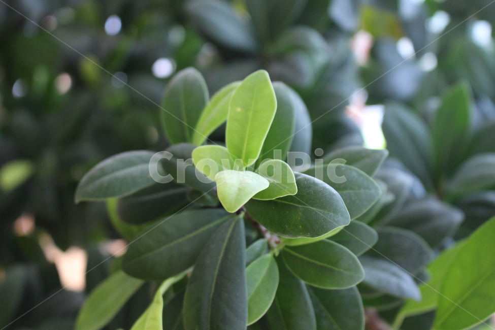 녹색,잎,새싹,계절,나무,봄,화초,내부,질감,배경,식물,자연,plants,nature