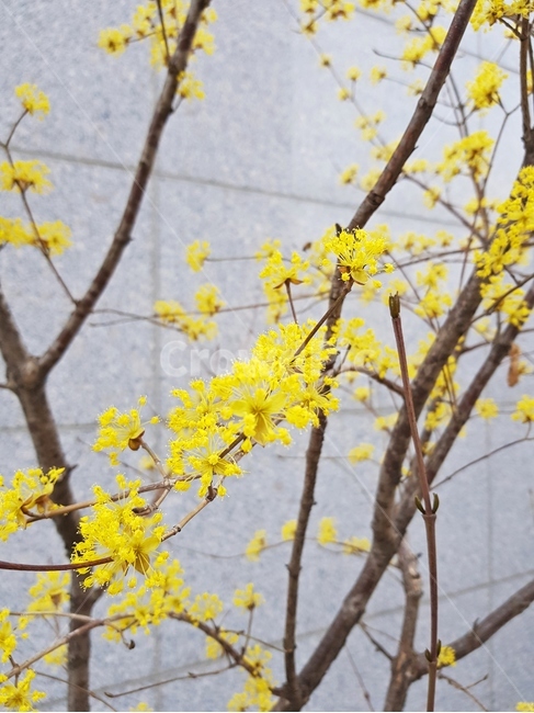 꽃,봄,산수유,식물,tree