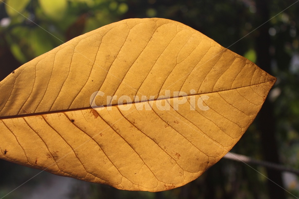 plant,식물,leaf,잎,단풍,가을,계절,fall,autumn,season